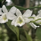 22. Beclardia macrostachya - Orchidée Muguet -  ORCHIDACEAE -indigène Réunion.jpeg